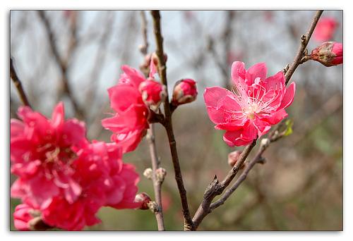 Cách chọn đào cảnh ngày Tết theo phong thủy