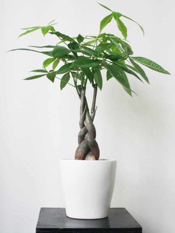 Những loại cây, hoa có tác dụng trừ tà và đem lại sinh khí cho nhà ở