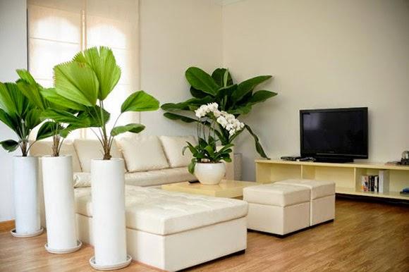 Lựa chọn cây xanh hợp lý khi trang trí căn hộ chung cư