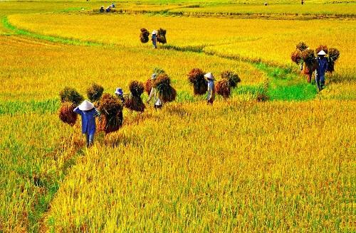 Phương pháp phong thủy khai vận đào hoa trong tiết Mang Chủng