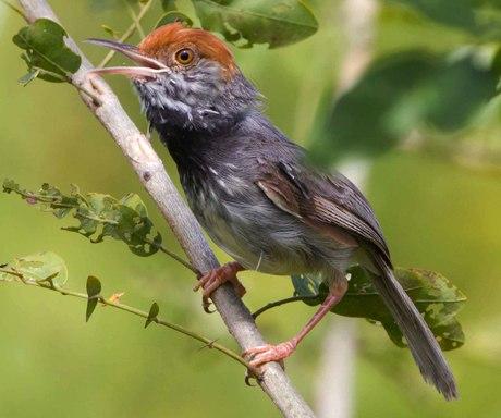 Nhà bạn sắp phát tài lớn và có hỷ sự nếu xuất hiện 3 hiện tượng này!
