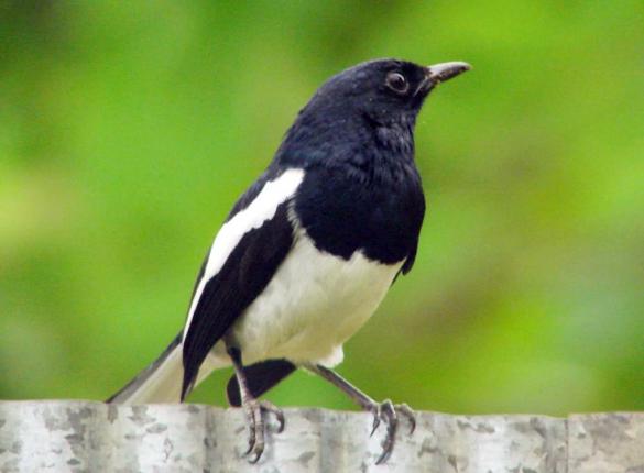 Đừng bỏ qua những điềm báo này khi chim bay vào nhà