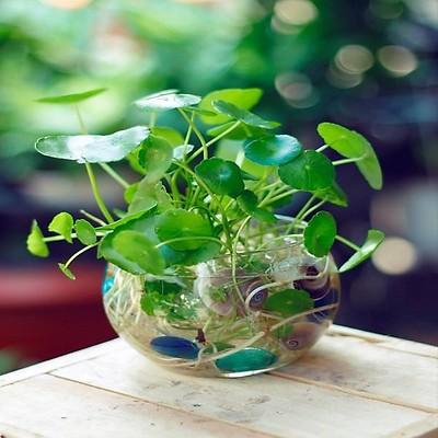 Những loại cây cảnh hút tài lộc nên trồng trong nhà để 'tiền vào như nước"