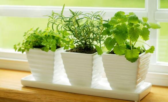 6 loại cây nghe tên đã thấy giàu, rước vào nhà cuối năm lộc đổ như thác