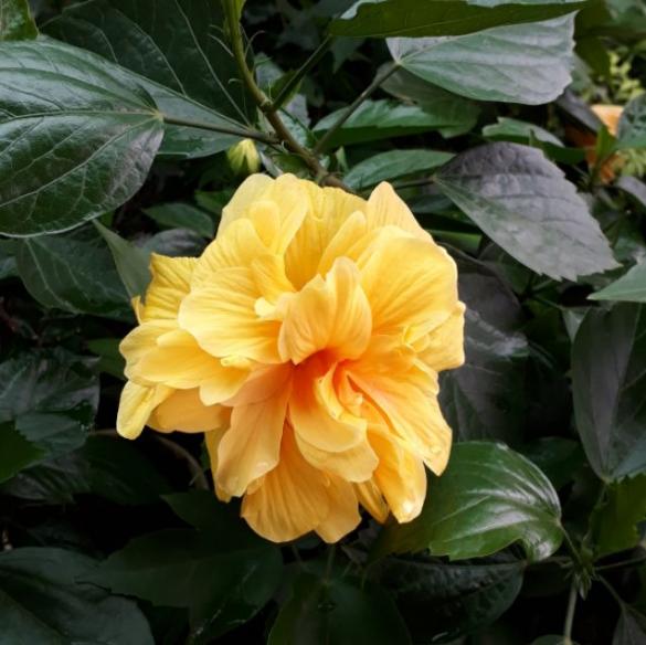 5 loại hoa "phá phong thủy", đẹp đến mấy gia chủ cũng không nên đem vào nhà