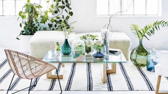 Tác dụng của cây phát tài không đơn giản chỉ là trang trí