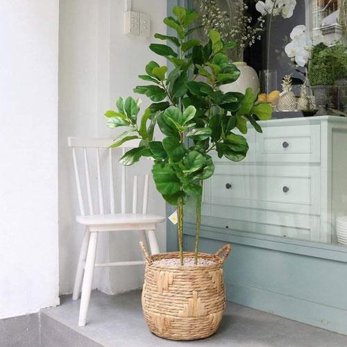 Cây bàng Singapore phong thủy: Không chỉ đẹp mà còn có nhiều tác dụng hơn bạn nghĩ
