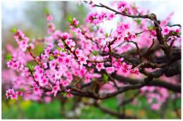 Cách chưng hoa đào ngày tết ở miền Nam