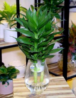 8 loại cây được xem là “kích hoạt” tài lộc, mang vận may vào nhà năm 2026: Nhà ai cũng nên có một cây